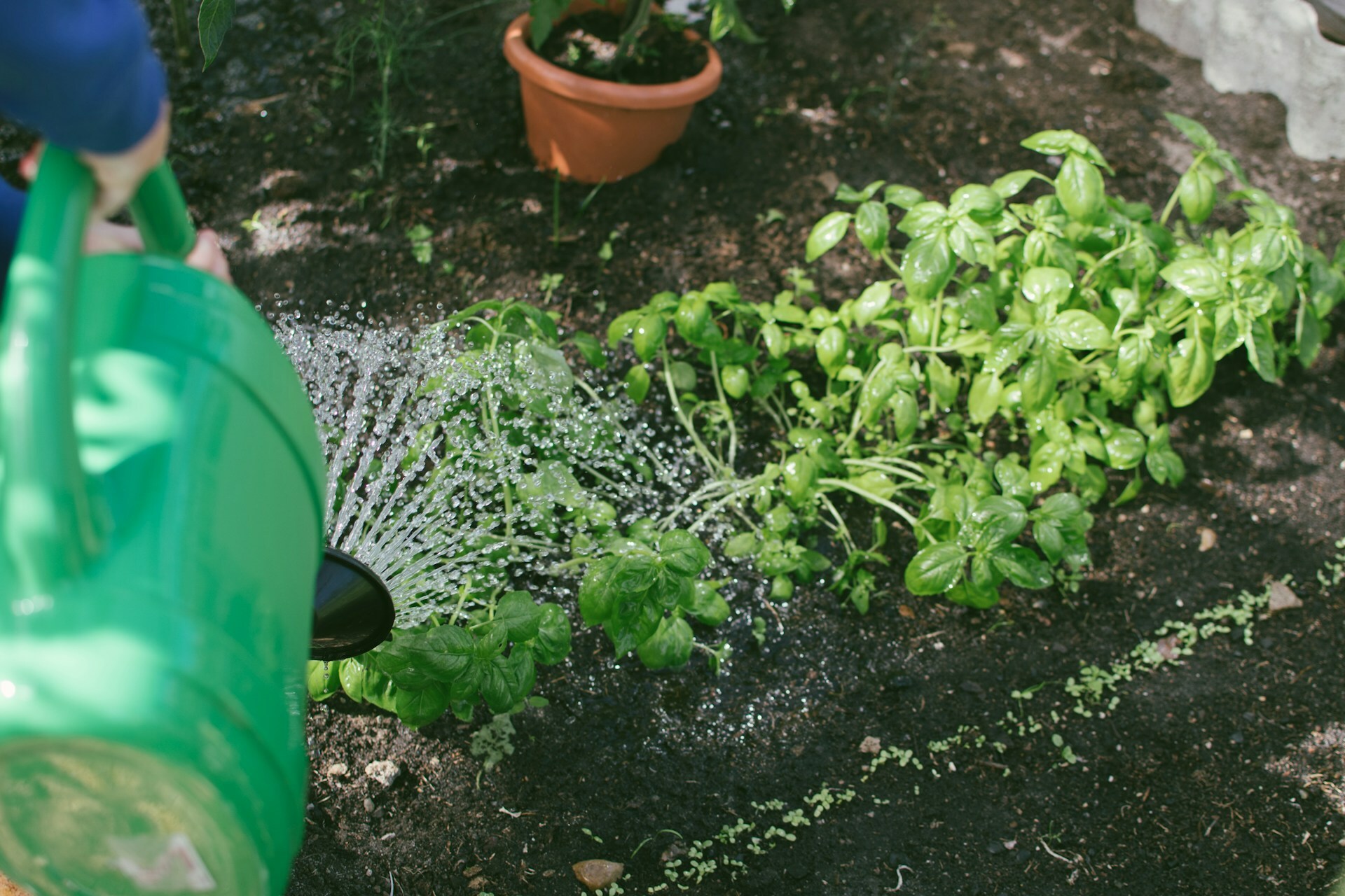 Person watering plants in community garden